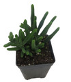 Watch Chain Crassula Plant - Crassula Miscosa- 2.5" Pot
