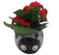 Purple Love Bug Ceramic Planter with Surprise Calandiva Plant - 2.5" Pot