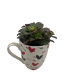 Surprise Valentine's Mug with 2" Surprise Succulent -  4" x 3.5"