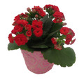Pink Rose Planter with Surprise Calandiva Plant - 2.5" Ceramic Pot