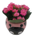 Pink Love Bug Ceramic Planter with Surprise Calandiva Plant - 2.5" Pot