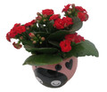 Pink Love Bug Ceramic Planter with Surprise Calandiva Plant - 2.5" Pot