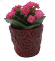 Red Rose Planter with Surprise Calandiva Plant - 2.5" Ceramic Pot