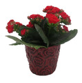 Maroon Rose Planter with Surprise Rose Plant - 2.5" Ceramic Pot