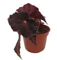 Cherry Sparkle Begonia Plant - 4" Pot - Rhizomatous Hybrid - Houseplant