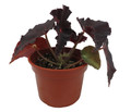 Cherry Sparkle Begonia Plant - 4" Pot - Rhizomatous Hybrid - Houseplant