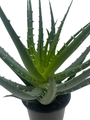 Mohawk Aloe Plant - Aloe Vera - 4" Pot