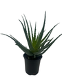 Mohawk Aloe Plant - Aloe Vera - 4" Pot