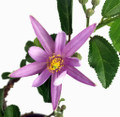 Lavender Star Plant - Grewia - 4" Pot - Excellent Blooming House Plant or Bonsai