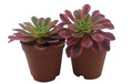 Wheels of Fascina - Aeonium - Succulent Plants - 2" Pot