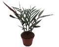 Red Bamboo Ginger Plant - Alpinia luteocarpa - Fragrant - 4" Pot