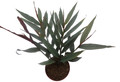 Red Bamboo Ginger Plant - Alpinia luteocarpa - Fragrant - 4" Pot