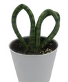 For the Love of Snake Plant - Sansevieria Heart - 4" White Pot