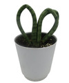 For the Love of Snake Plant - Sansevieria Heart - 4" White Pot