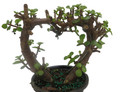 Jade Heart Plant- 4" Pot - Portulacaria afra