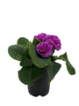 Grower's Choice Primrose Plant - Primula Acaulis - 4" Pot