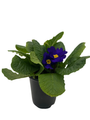 Grower's Choice Primrose Plant - Primula Acaulis - 4" Pot