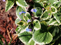 Brunnera macrophylla Variegata - Great in the Shade - Blue Flowers - 3" Pot