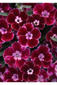 Everlast Ruby Edge Dianthus - Fragrant Perennial - 3" Pot