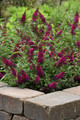 Buddleia Chrysalis Cranberry - Butterfly Bush - Compact - 3" pot
