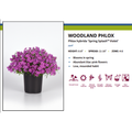 Spring Splash Phlox Hybrida - Woodland Phlox - Live Plant - 3" Pot
