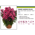 Flame Coral Dwarf Garden Phlox - Phlox paniculata - 3" Pot