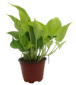 Sao Paulo Devil's Ivy - Pothos - 4" pot - Epipremnum