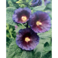 Spotlight Purple Rain Hollyhock - Perennial - Alcea Rosea - 3" Pot