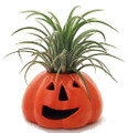 Ceramic Pumpkin Planter plus Live Air Plant - Tillandsia