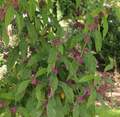 Bubble Up® Beautyberry - 4" pot - Callicarpa - Proven Winners
