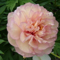 Scrumdidlyumptious Intersectional ITOH Tree Peony - Apricot Blooms -2/3 Eye Bareroot