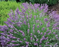Blue Cushion French Lavender - Very Fragrant/Compact - Quart Pot - Indoors/Out