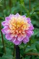 Life Style Powder-Puff/Anemone Dahlia -#1 Size Root Clump