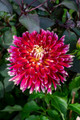Akita Dahlia - #1 Size Root Clump - Burnt Red with White Tips