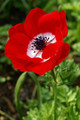Hollandia Poppy Anemone - 15 Bulbs - 8/+ cm - Windflowers
