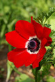 Hollandia Poppy Anemone - 15 Bulbs - 8/+ cm - Windflowers