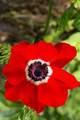 Hollandia Poppy Anemone - 15 Bulbs - 8/+ cm - Windflowers