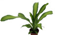 Marley Dragon Tree - Dracaena - Houseplant - 4" Pot
