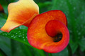 Flame Calla Lily Bulb - One Bulb - 14/16cm Bulb - Yellow-Red to Red-Orange Blooms