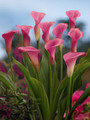 Garnet Glow Calla Lily Bulb - 1 Bulb - 14/16 cm - Bright Hot Pink Blooms