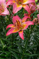 Fancy Dance Asiatic Lily 3 Bulbs - Pink/White/Yellow Blooms - 12/14cm Bulbs