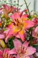 Fancy Dance Asiatic Lily 3 Bulbs - Pink/White/Yellow Blooms - 12/14cm Bulbs