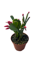 Red Easter Cactus - Rare - 4" Pot - Rhipsalidopsis