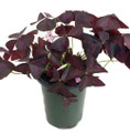 Rare Purple Rain Shamrock Plant - Oxalis Francis - Houseplant  - 4" Pot