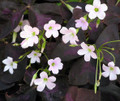 Rare Purple Rain Shamrock Plant - Oxalis Francis - Houseplant  - 4" Pot