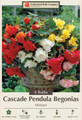 Fragrant Double Cascade Begonia Odorosa Mix - Fragrant Begonia - 4 Bulbs
