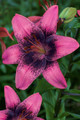 Purple Dream Asiatic Lily 3 Bulbs 12/14cm - Pink-Purple with Black Centers