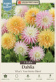 What's Your Motto Blend Dahlia - 3 Bulbs