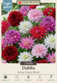 Karma Sunrise Blend Dahlia - 3 Bulbs
