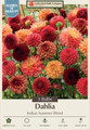 Indian Summer Blend Dahlia - 3 Bulbs - Decorative Dahlia